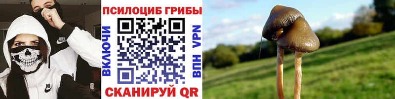 Галлюциногенные грибы Psilocybe  Купить  Яровое 